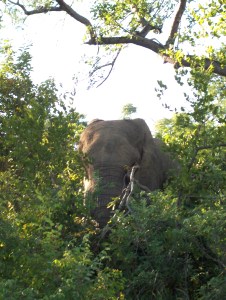 Afrique du Sud - jan 2007 175