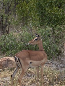 Afrique du Sud - jan 2007 229