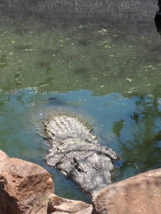 Afrique du Sud - jan 2007 240