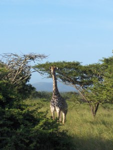 Afrique du Sud - jan 2007 280