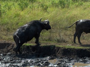 Afrique du Sud - jan 2007 326