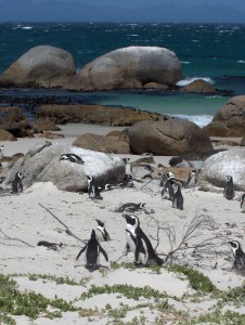 Afrique du Sud - jan 2007 484