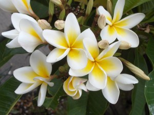 Afrique du Sud - janv 2007 030